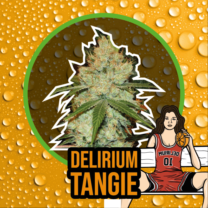 DELIRIUM SEEDS SKUNK POP CULTURE 1UD