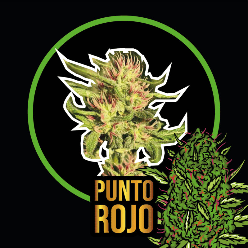 DELIRIUM SEEDS PUNTO ROJO FAST 2UDS