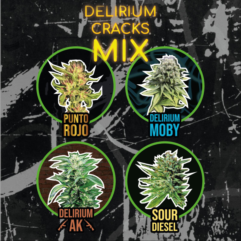 DELIRIUM SEEDS DELIRIUM AK FAST 2UDS