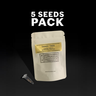 Kit Plantas Gigantes: Exterior TANGY TREE - Fem